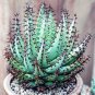 Rainbow Aloe Bonsai Mixed Excellent Succulent Plants 400 Seeds