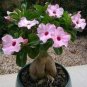 Real Adenium Obesum semillas Mix 400 Seeds