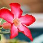 Real Adenium Obesum semillas Mix 400 Seeds