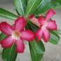 Real Adenium Obesum semillas Mix 400 Seeds