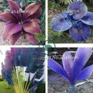 Purple Travelers Palm Flores Bonsai 200 Seeds