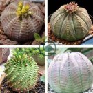 Euphorbia obesa Basketball Sea Urchin Bonsai 200 seeds