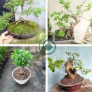 Spearminted Mint Bonsai Bergamot Sweet Horse Mint Bonsai  200 Seeds
