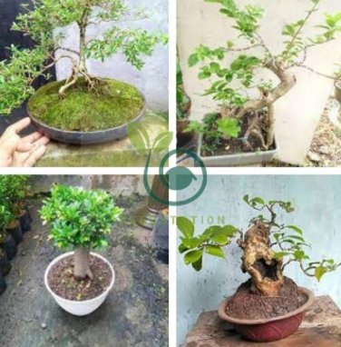 Spearminted Mint Bonsai Bergamot Sweet Horse Mint Bonsai  200 Seeds