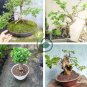 Spearminted Mint Bonsai Bergamot Sweet Horse Mint Bonsai  200 Seeds
