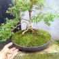 Spearminted Mint Bonsai Bergamot Sweet Horse Mint Bonsai  200 Seeds