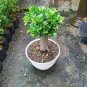 Spearminted Mint Bonsai Bergamot Sweet Horse Mint Bonsai  200 Seeds