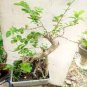 Spearminted Mint Bonsai Bergamot Sweet Horse Mint Bonsai  200 Seeds
