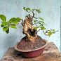 Spearminted Mint Bonsai Bergamot Sweet Horse Mint Bonsai  200 Seeds