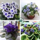 Mini Violet African Violet Garden Potted Plants 100 Seeds