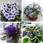 Mini Violet African Violet Garden Potted Plants 100 Seeds