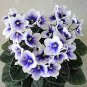 Mini Violet African Violet Garden Potted Plants 100 Seeds