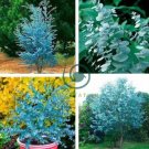 Impressive Eucalyptus  gunnii Cider Gum Eucalyptus Bonsai 60 Seeds