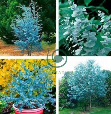 Impressive Eucalyptus  gunnii Cider Gum Eucalyptus Bonsai 60 Seeds
