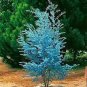 Impressive Eucalyptus  gunnii Cider Gum Eucalyptus Bonsai 60 Seeds