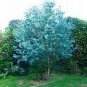 Impressive Eucalyptus  gunnii Cider Gum Eucalyptus Bonsai 60 Seeds