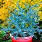 Impressive Eucalyptus  gunnii Cider Gum Eucalyptus Bonsai 60 Seeds
