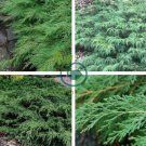 Microbiota Decussata Siberian Carpet Cypress  Arborvitae Flower 200 Seeds