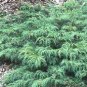 Microbiota Decussata Siberian Carpet Cypress  Arborvitae Flower 200 Seeds