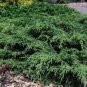 Microbiota Decussata Siberian Carpet Cypress  Arborvitae Flower 200 Seeds