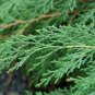Microbiota Decussata Siberian Carpet Cypress  Arborvitae Flower 200 Seeds