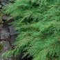Microbiota Decussata Siberian Carpet Cypress Arborvitae Flower 200 Seeds