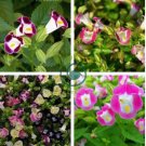 Torenia Fournieri Bonsai Amazing Flower Bonsai DIY Potted Plants 200 Seeds