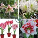 Amaryllis Chinese Bonsai Amarilis Planting 200 Seeds