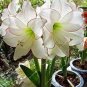 Amaryllis Chinese Bonsai Amarilis Planting 200 Seeds