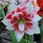 Amaryllis Chinese Bonsai Amarilis Planting 200 Seeds