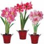 Amaryllis Chinese Bonsai Amarilis Planting 200 Seeds