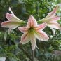 Amaryllis Chinese Bonsai Amarilis Planting 200 Seeds