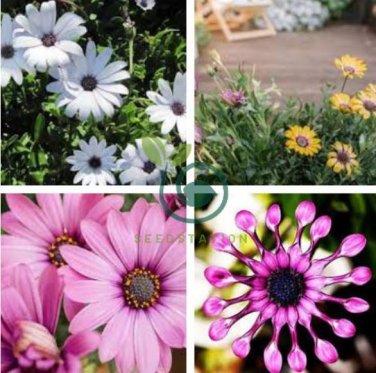New Rare Hierloom Trailing African Daisy 100 Seeds