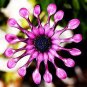 New Rare Hierloom Trailing African Daisy 100 Seeds