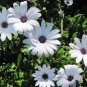 New Rare Hierloom Trailing African Daisy 100 Seeds