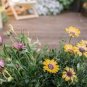 New Rare Hierloom Trailing African Daisy 100 Seeds