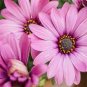 New Rare Hierloom Trailing African Daisy 100 Seeds