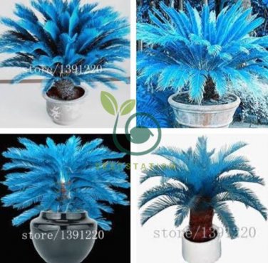 Blue Cycas Bonsai Sago Palm Tree Plant 20 seeds