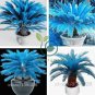 Blue Cycas Bonsai Sago Palm Tree Plant 20 seeds