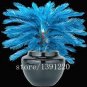 Blue Cycas Bonsai Sago Palm Tree Plant 20 seeds
