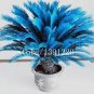 Blue Cycas Bonsai Sago Palm Tree Plant 20 seeds
