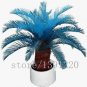 Blue Cycas Bonsai Sago Palm Tree Plant 20 seeds