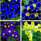 Fresh Rare Primrose Seeds Easy Planting flower semillas 200 Seeds