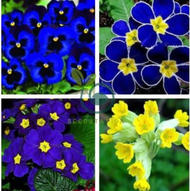 Fresh Rare Primrose Seeds Easy Planting flower semillas 200 Seeds
