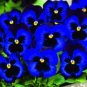 Fresh Rare Primrose Seeds Easy Planting flower semillas 200 Seeds