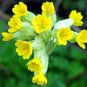 Fresh Rare Primrose Seeds Easy Planting flower semillas 200 Seeds
