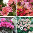 Lewisia Cotyledon 'Galaxy Mixed' Flower 10 Seeds