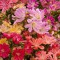 Lewisia Cotyledon 'Galaxy Mixed' Flower 10 Seeds