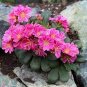 Lewisia Cotyledon 'Galaxy Mixed' Flower 10 Seeds