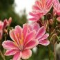 Lewisia Cotyledon 'Galaxy Mixed' Flower 10 Seeds